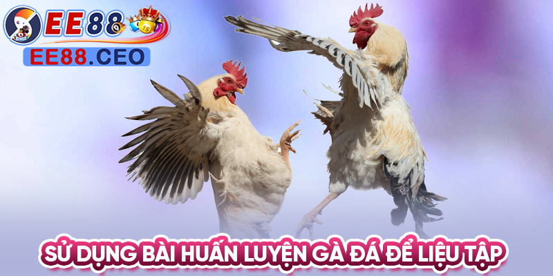 Sử dụng bài huấn luyện gà đá để liệu tập